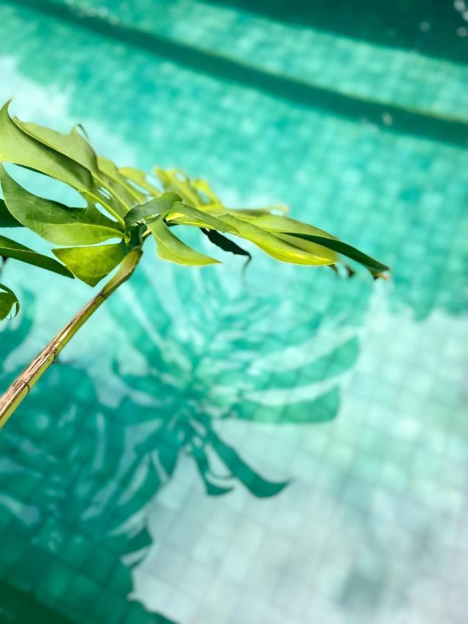 Chambres D'Hotes & Spa Le Jardin De Ravintsara Ravine des Cabris エクステリア 写真